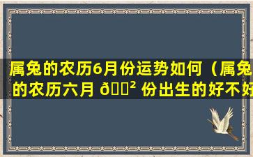 属兔的农历6月份运势如何（属兔的农历六月 🌲 份出生的好不好）